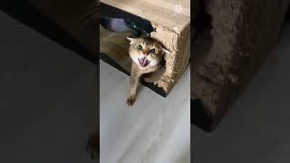 Cats Funny Moments 