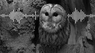 Soft Sound of Tawny Owl Love Calls  | Animal Sounds | Robert E Fuller