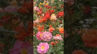 Троянди для нас, а не ми для троянд #rose #garden #flowers
