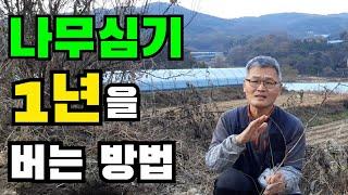 나무 심는 방법, 시기 / 지금 심으면 1년을 벌어요~ / 묘목심는 방법 / 묘목 심는 시기 / How and when to plant trees