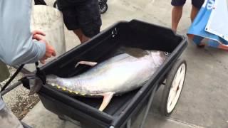 103 Lb Yellowfin Tuna Landed In Boynton Beach, FL