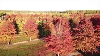 Bruns Pflanzen - Herbstimpressionen