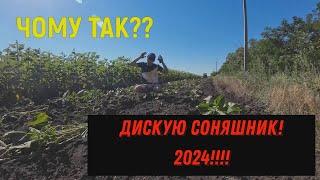 Жнива Соняшника 2024! Чи варто сіяти Українське насіння Соняшнику? Лущильник від GENERAL!