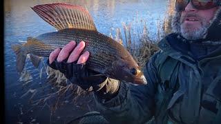 BIG GRAYLING ON THE CENTRE PIN !!!!