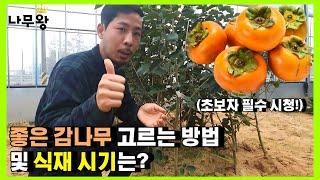 좋은 감나무 묘목 고르는 방법은?(감나무 식재 시기, 감나무 묘목, 감나무 묘목 고르기, 감나무 키우기,감나무 식재)