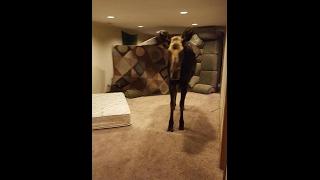 Family Finds Moose in Basement