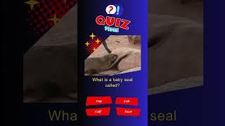 What is a baby seal called? #pup #junitaarneld #quiz #shorts