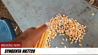 #agriculture NK 7720 Syngenta India pvt limited