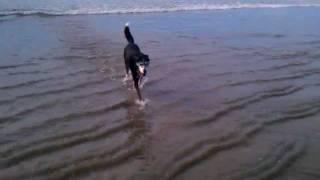 Pongo having fun at HB Dog Beach