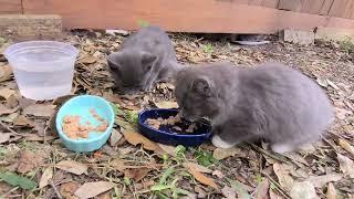 Kittens eat the last lunch with parents before moving to Virginia!!