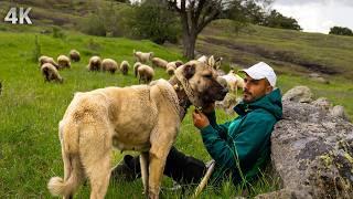 Life Alone in the Village - Hard Lives in the Turkish Mountains | Documentary-4K