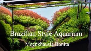 Brazilian style aquascape |frodo stones |Moenkhausia Bonita |"O Doce de Salsicha" by Florian Breindl