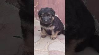 World's Best German Shepherd Puppies