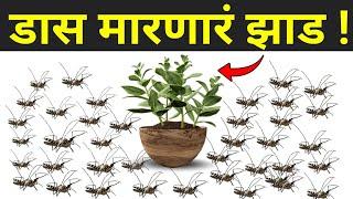 या झाडामुळे घरात एकही डास येत नाही|das kase marave,machhar,upay|mosquito,flies,kill,home,new