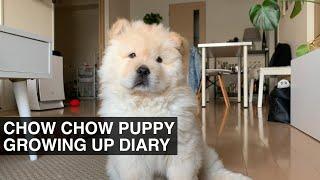 CHOW CHOW PUPPY GROWING UP | Life With Crumpet The Corgi and Butter The Chow Chow |