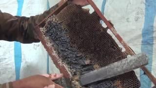 Beekeeper Export Fund: Supporting Honey Exporters