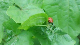 Ladybud #Coccinellidae #Fauna #Flora #Video #Youtube #YoutubeVideo #YTStudio #YTVideo #Insect #Small