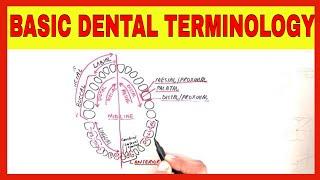 BASIC DENTAL TERMINOLOGY