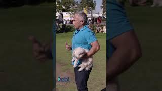 Cesar Millan Takes On Tiny Aggressive Dog! #shorts