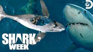 Most Wild Moments from Shark Week: Belly of the Beast: Feeding Frenzy 2023 | Discovery