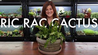 Ric Rac Cactus (Ephiphyllum anguliger) Care Guide & Repot!  // Garden Answer