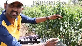 green chilli complete organic farming