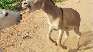 Fighting Between Grey Male Donkey & White Lame Male Donkey