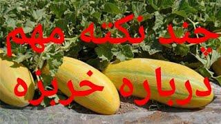 چند نکته مهم درباره خربزه (کاشت_برداشت_زمان سم زدن_کودزدن)Some important points about melon