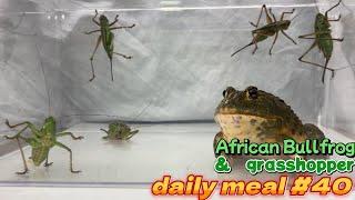 African Bullfrog daily meal #40＃4k　アフリカウシガエル 　バッタの捕食　＃カエル #アフリカウシガエル ＃africanbullfro＃バッタ#grasshopper