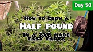 How to Grow a Half Pound in a 2x2 Made Easy with the TSW2000 , Part 2  Beating the High Humidity