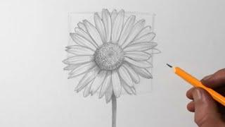 How to Draw Flowers | Daisy Pencil Drawing