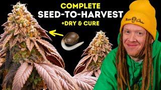 Seed To Harvest Guide + Drying & Curing (Easy Step by Step Guide)