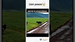 Lion Vs Tiger Hunting buffalo  #shortsfeed #hunting #shorts