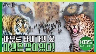 아무르 타이가의 숲, 야생은 살아있다 [동아시아 생명 대탐사 아무르-2부 타이가의 혼] / KBS 20110407 방송