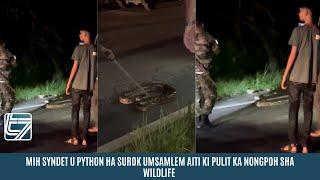 MIH SYNDET U PYTHON HA SUROK UMSAMLEM AITI KI PULIT KA NONGPOH SHA WILDLIFE