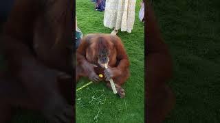 In Umm Al Quwain Zoo