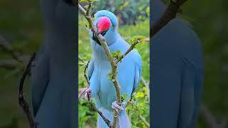 blue parrot bittu bittu sound natural sound  #viral #parrot #birdsounds