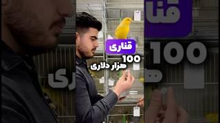 قناری ۱۰۰ هزار دلاری !  واقعیه یا نه ؟