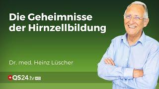 Die faszinierende Welt der Neurogenese: Auf der Suche nach dem Jungbrunnen für das Gehirn | QS24