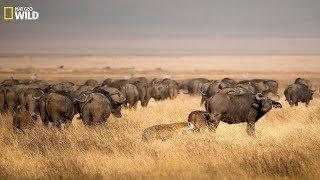 BBC Documentary - Hyenas Hunting Buffalo - New