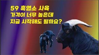 59 흑염소 사육  - 가격이 너무 높은데 지금 시작해도 될까요