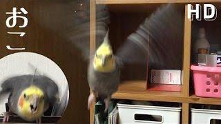 続オカメインコの隠れ家【猛抗議】