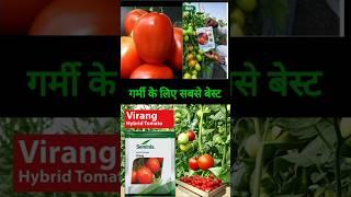 Seminis Virang Hybrid Tomato #shortsvideo #tomato #vairal