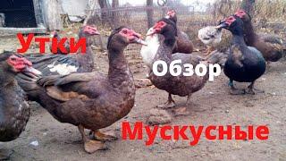 Мускусные утки тяжёлой линии   Обзор утят Индоутки Шипуны Сельская Жизнь