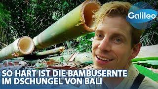 X-Days Bambusernte: Wie schwer ist es, das Holz zu ernten?