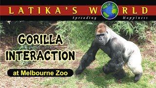 GORILLA INTERACTION, MELBOURNE ZOO, LATIKAS WORLD