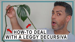 How-To Deal With a Leggy Rhaphidophora Decursiva! | Propagation, Staking and Care Tips!