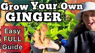 How to Grow Ginger in Containers & Harvest Tons EASY Growing Guide, Start a Plant from Store Bought