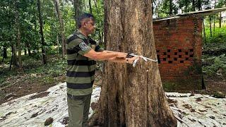 കച്ചവടക്കാരൻ 8 ലക്ഷം രൂപ വിലയിട്ട തേക്ക്,കോടികൾ നൽകുന്ന തേക്ക് കൃഷി Tissue culture Teak kerala