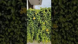 Beauty of plant #ottapalam #Palakkad#youtube #shorts